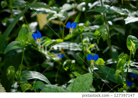 Tsuyuksa藍色花 Tsuyuksa藍色花 127397147