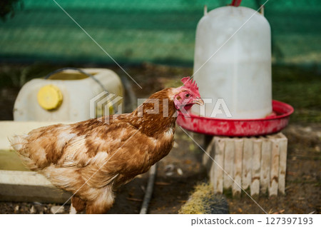 Brown Hen Standing in a Farm Setting Near Water Containers 127397193