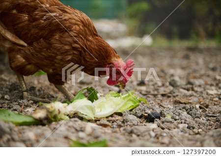 Brown Chicken Eating Fresh Lettuce in an Outdoor Rustic Environment Brown Chicken Eating Fresh Lettuce in an Outdoor Rustic Environment 127397200