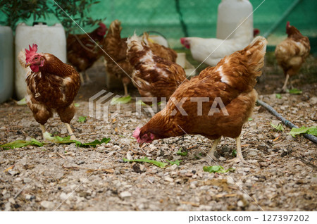 Group of Free-Range Chickens Feeding Outdoors on a Farm Group of Free-Range Chickens Feeding Outdoors on a Farm 127397202
