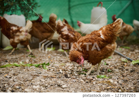 Free-Range Chickens Grazing in an Outdoor Pen During the Day Free-Range Chickens Grazing in an Outdoor Pen During the Day 127397203