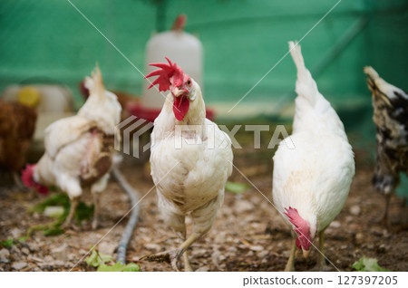 Free-Range Chickens Outdoors in a Farmyard Environment with Green Background Free-Range Chickens Outdoors in a Farmyard Environment with Green Background 127397205