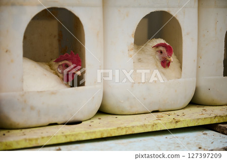Two Chickens Resting in Plastic Nesting Boxes on a Farm 127397209