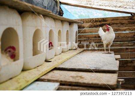 Free-Range Hens in a Rustic Coop Setting with Individual Nesting Areas Free-Range Hens in a Rustic Coop Setting with Individual Nesting Areas 127397213