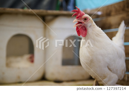 Close-up of a White Hen in a Farm Environment Next to Nesting Boxes Close-up of a White Hen in a Farm Environment Next to Nesting Boxes 127397214