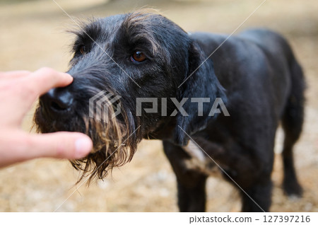 Close-Up Photo of a Schnauzer Dog Interacting With a Person's Hand in a Natural Setting Close-Up Photo of a Schnauzer Dog Interacting With a Person's Hand in a Natural Setting 127397216