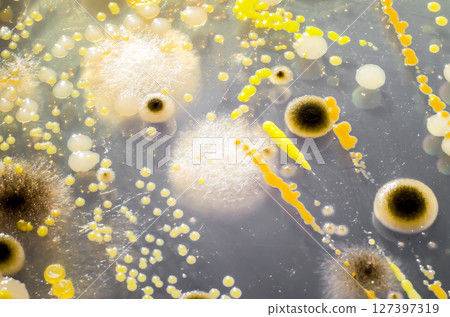 Colonies of different bacteria and mold fungi grown on Petri dish with Tryptic soy agar 127397319