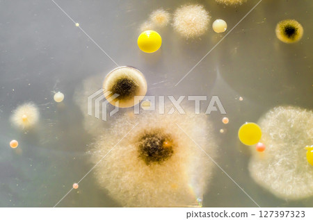 Colonies of different bacteria and mold fungi Colonies of different bacteria and mold fungi 127397323