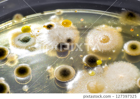 Colonies of different bacteria and mold fungi 127397325