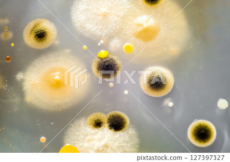 Colonies of different bacteria and mold fungi Colonies of different bacteria and mold fungi 127397327