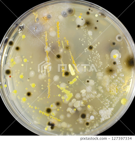 Colonies of different bacteria and molds Colonies of different bacteria and molds 127397334