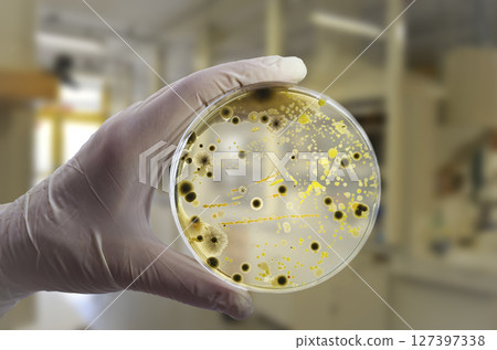 Colonies of different bacteria and mold fungi grown on Petri dish with nutrient agar 127397338