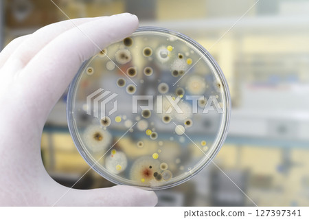 Colonies of different bacteria and mold fungi grown on Petri dish with nutrient agar 127397341