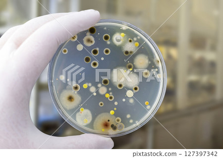 Colonies of different bacteria and mold fungi grown on Petri dish with nutrient agar Colonies of different bacteria and mold fungi grown on Petri dish with nutrient agar 127397342