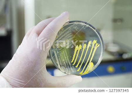 Colonies of different bacteria and mold fungi grown on Petri dish with nutrient agar 127397345