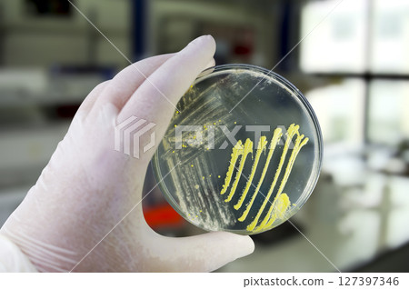 Colonies of different bacteria and mold fungi grown on Petri dish with nutrient agar 127397346