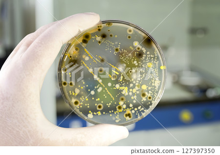 Colonies of different bacteria and mold fungi grown on Petri dish with nutrient agar 127397350