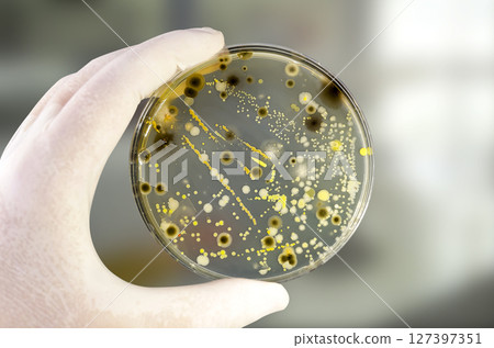 Colonies of different bacteria and mold fungi grown on Petri dish with nutrient agar 127397351