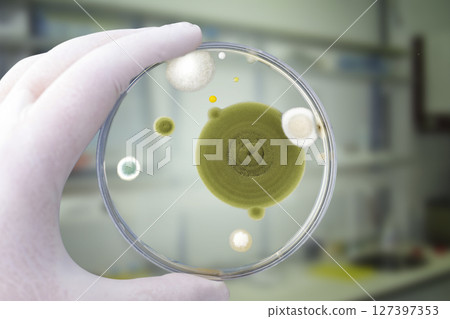 Colonies of different mold fungi grown from indoor air 127397353