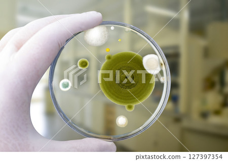 Colonies of different mold fungi grown from indoor air 127397354
