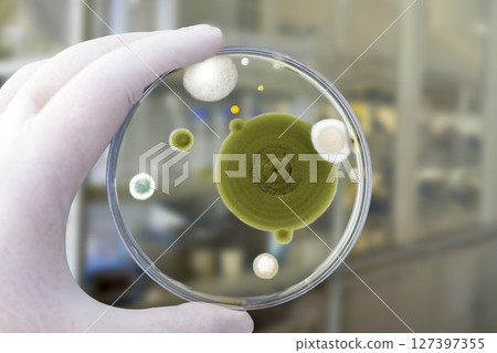 Colonies of different mold fungi grown from indoor air 127397355