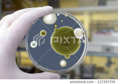Colonies of different mold fungi grown from indoor air 127397356