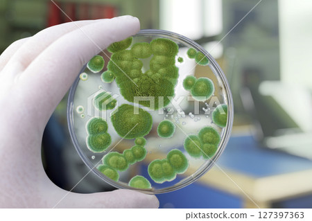 Colonies of different mold fungi grown from indoor air Colonies of different mold fungi grown from indoor air 127397363