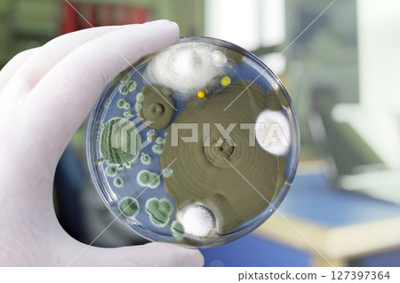Colonies of different mold fungi grown from indoor air Colonies of different mold fungi grown from indoor air 127397364