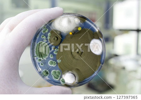 Colonies of different mold fungi grown from indoor air 127397365