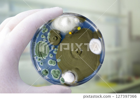 Colonies of different mold fungi grown from indoor air 127397366