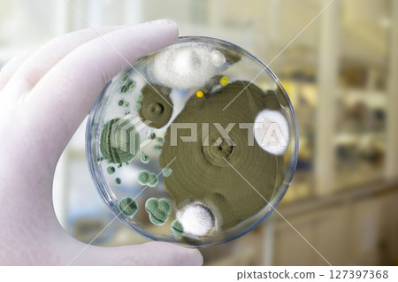 Colonies of different mold fungi grown from indoor air 127397368