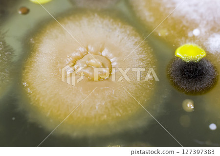 Colonies of different bacteria and molds 127397383