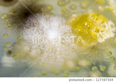 Colonies of different bacteria and mold fungi 127397384