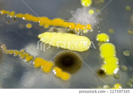 Colonies of different bacteria and mold fungi 127397385