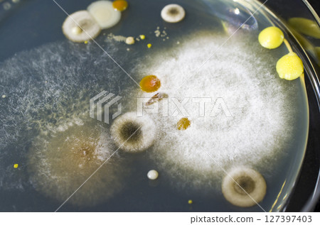 Colonies of mold fungi cultivated from indoor air Colonies of mold fungi cultivated from indoor air 127397403