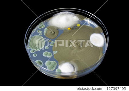 Colonies of mold fungi cultivated from indoor air 127397405