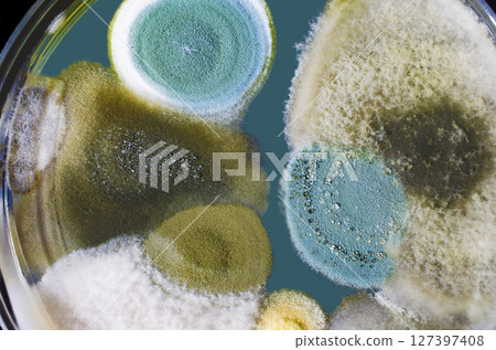Colonies of mold fungi cultivated from indoor air 127397408