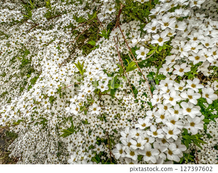 春雪~繡線菊花~ 春雪~繡線菊花~ 127397602