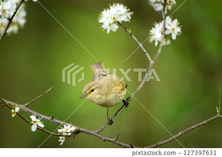 The common chiffchaff sitting on a tree branch with flowers The common chiffchaff sitting on a tree branch with flowers 127397631