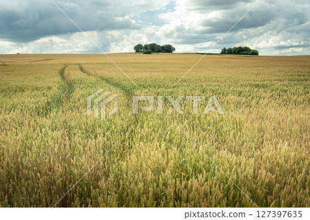 A huge wheat field with trees on the horizon and a cloudy sky, Staw, eastern Poland A huge wheat field with trees on the horizon and a cloudy sky, Staw, eastern Poland 127397635
