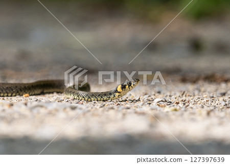 Crawling Grass Snake on the Ground 127397639