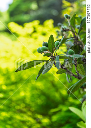 Background material: Beautiful rays of light and shade on a loquat tree. Loquat before it turns orange. Let's wait until it turns orange. 127397762