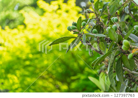 背景素材：枇杷樹上美麗的光影。枇杷還沒變橙呢。等它變橙吧。 127397763