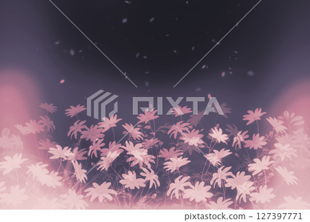瑪格麗特花盛開的粉紅色風景紋理 127397771