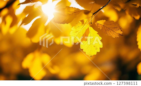 Vibrant yellow leaves shimmer under soft sunlight, creating a warm atmosphere that showcases the beauty of Indian summer amidst the autumn foliage. Nature breathes life Generative AI 127398111