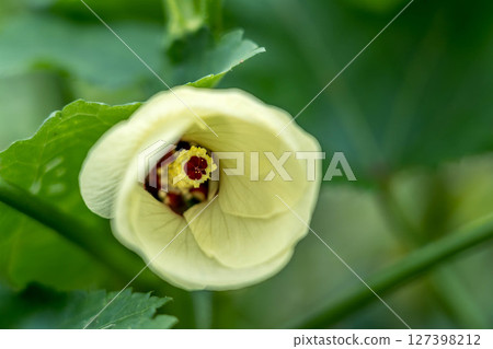 Close-up Shishito-Summer Day 127398212