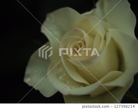 「綠光」是一種白玫瑰，在五月雨後綻放出美麗的花朵。 127398214