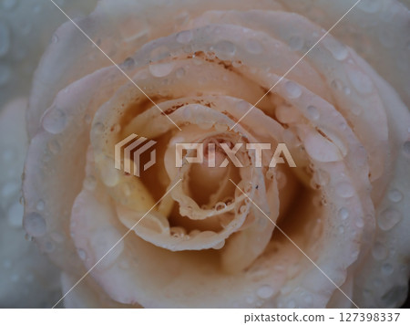 五月雨天裡盛開的淡粉色玫瑰 127398337