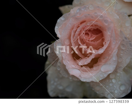 五月雨天裡盛開的淡粉色玫瑰 五月雨天裡盛開的淡粉色玫瑰 127398339