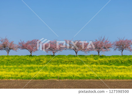 Oyama City, Tochigi Prefecture: The Omoigawa cherry blossom banks that run along the Omoigawa River between the Mamada and Otome districts. A row of native Omoigawa cherry trees and a field of rapeseed flowers on the slopes. Oyama City, Tochigi Prefecture: The Omoigawa cherry blossom banks that run along the Omoigawa River between the Mamada and Otome districts. A row of native Omoigawa cherry trees and a field of rapeseed flowers on the slopes. 127398500